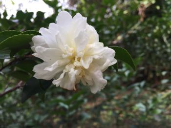 複辦山茶花開了七朵