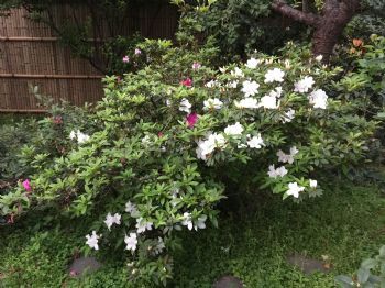 草木屋前四季香花開不盡