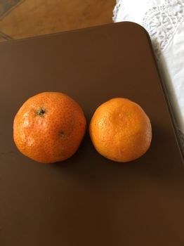 草木屋前四季香花開不盡