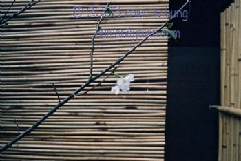 侘寂美學的草木屋