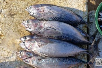 鮪魚祭鮪魚季？