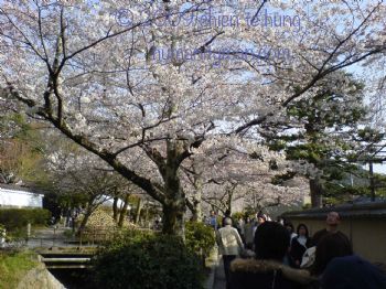 日本京都哲學之道