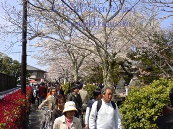 日本京都哲學之道