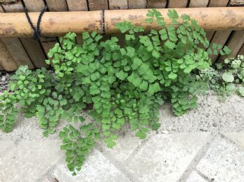 侘寂